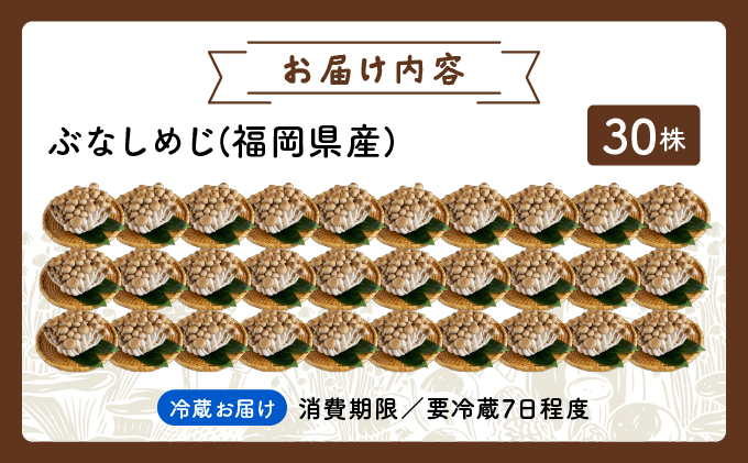 もぎたて新鮮！ぶなしめじ30株セット AT24