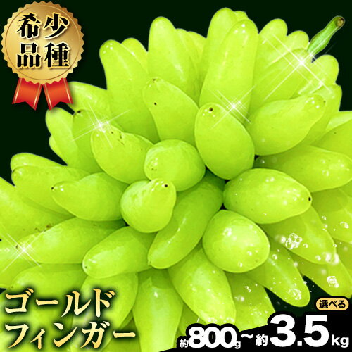 【ふるさと納税】【先行予約受付開始】ゴールドフィンガー 選べる 1~3房 3~6房 8~10房【配送不可地域あり】タンポポ農園《2026年8月上旬-8月下旬頃出荷(土日祝除く)》 ぶどう 送料無料 岡山県 浅口市 フルーツ 果物 贈り物 国産 岡山県産 くだもの 果物 青果物 希少品種