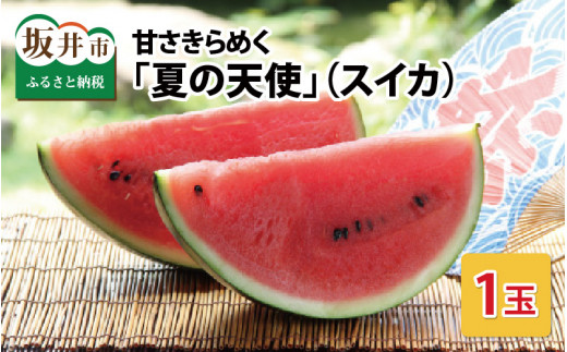 【先行予約】甘さきらめく「夏の天使」スイカ1玉 【2027年7月中旬以降順次発送予定】【スイカ 西瓜 すいか 大玉スイカ デザート 果物 くだもの 夏 ジューシー 高糖度 お取り寄せ グルメ 産地直送】 [A-1005]