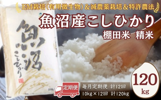 【令和7年産】農家直送の棚田米 魚沼産コシヒカリ 精米 合計120kg 定期便 10kg×12回(毎月お届け) 佐藤農場 | 新潟県産 コシヒカリ お米 米 おこめ こめ コメ こしひかり 魚沼産 ブランド米【0018-0024DB00-02】