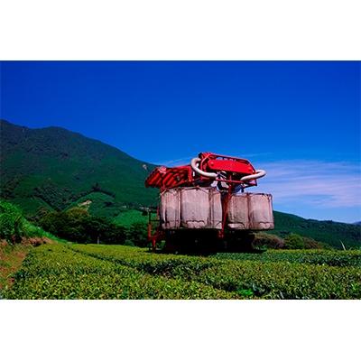 ふるさと納税 日南市 宮崎発!4種のオーガニック茶セット340g |  | 03