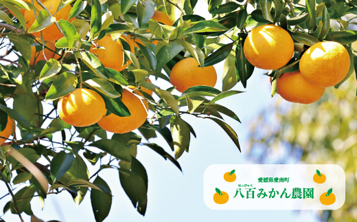 【 先行予約 】 訳あり 完熟 甘夏 5kg <発送期間：2027年3月上旬～無くなり次第終了> 八百みかん農園 の 完熟 甘夏 7000円 家庭用 訳あり 先行 事前 予約 受付 みかん あまなつ 
