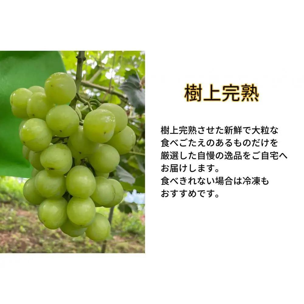 家庭用 瀬戸ジャイアンツ 2房 合計1.0kg以上 産地直送 朝採れ ぶどう 葡萄 岡山 Kawahara Green Farm 2026年 | ぶどう