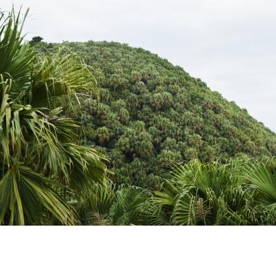 ふるさと納税 伊平屋村 クバの額装KUBANOHOSHI(黒木目)Mサイズ |  | 03