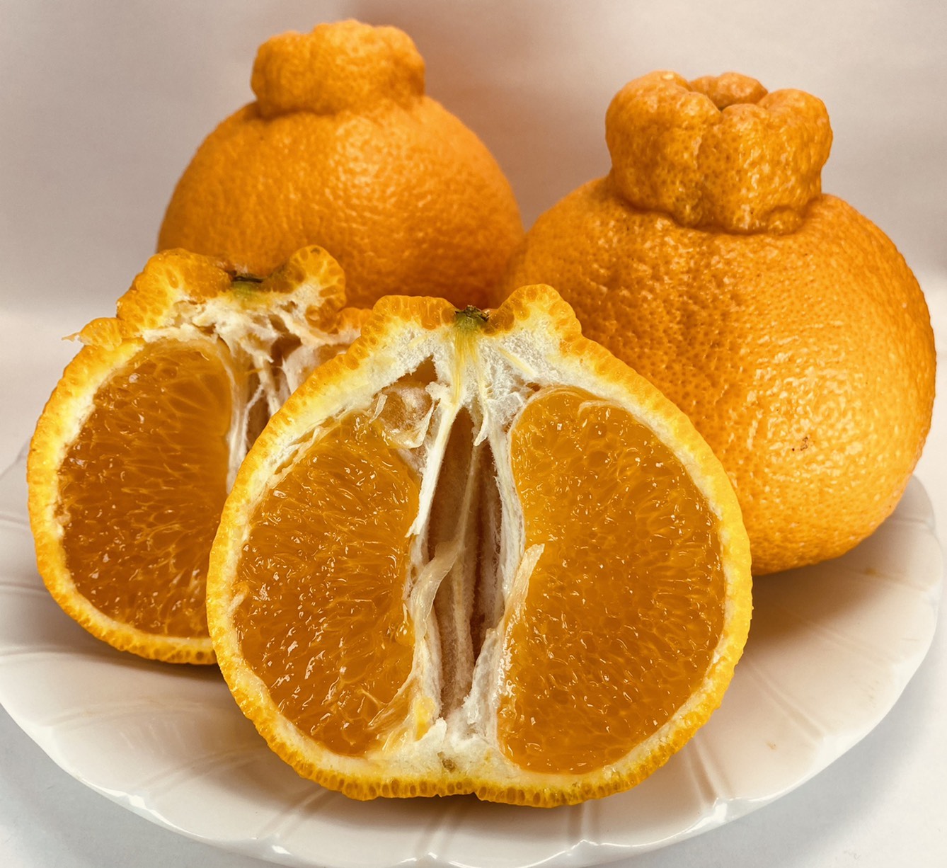 先行予約 温室ハウス栽培 プレミアム 完熟 不知火（化粧箱入り）3kg 髙橋果樹園【2025年12月上旬から2026年1月下旬発送予定】しらぬい みかん ミカン 柑橘 宇城市産不知火デコポン 不知火は