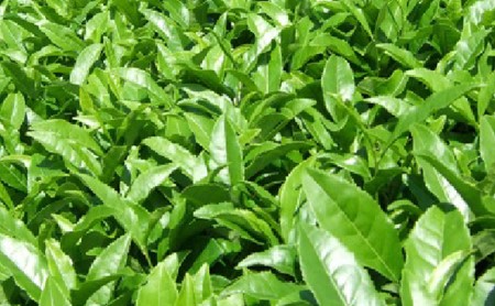 茶葉 詰合せ 5種 お茶 煎茶 玄米茶 ほうじ茶 抹茶 飲み比べ 静岡茶