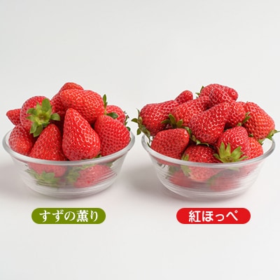 静岡県掛川市産　ミズノ農園の完熟いちご「紅ほっぺ」「すずの薫り」2種各2パック食べ比べセット【配送不可地域：離島・北海道・沖縄県・東北・中国・四国・九州】