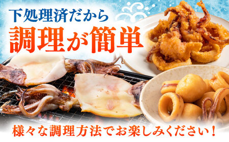 【特大】 剣先 イカ （ 生 冷凍 ）2枚 《対馬市》【石川水産】刺身 塩辛 鮮度抜群 海鮮[WAB027]