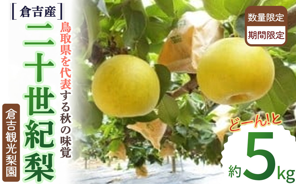 
            二十世紀梨【倉吉産】5kg（倉吉観光梨園） 梨 鳥取 果物 フルーツ 和梨 先行予約 数量限定 詰め合わせ 二十世紀梨 20世紀梨
          