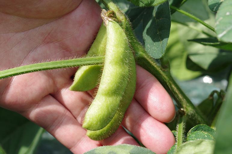 【2024年先行予約】新潟県産 朝採り 茶豆 約1.5kg《8月中旬～順次発送》