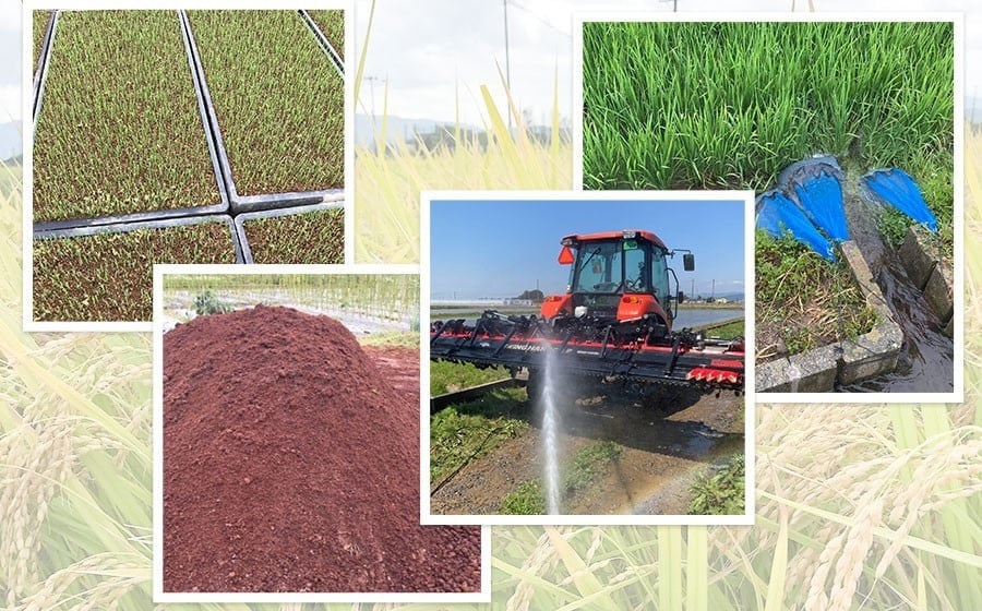 【令和7年産先行予約】山形県庄内産　特別栽培米つや姫 精米 10kg （10㎏×1袋）　野々ファーム