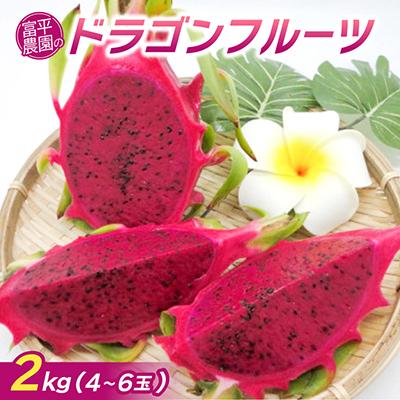 ふるさと納税 今帰仁村 【2026年7月下旬から順次発送】富平農園のドラゴンフルーツ2kg(4〜6玉)