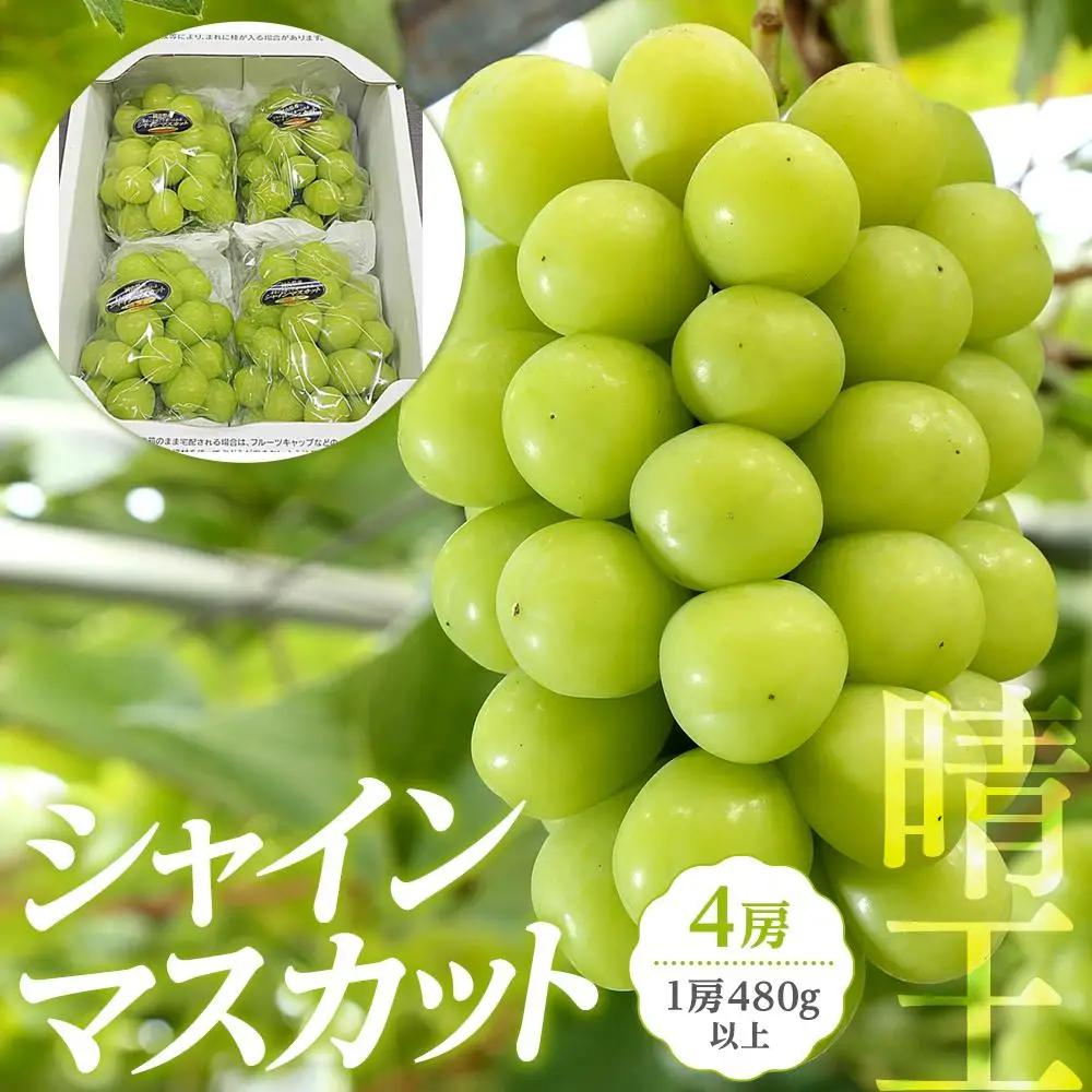 ぶどう 2026年 岡山県産 シャインマスカット 『晴王』4房(1房480g以上) | 葡萄 シャインマスカット フルーツ 果物 くだもの フレッシュ 国産 岡山 食品 人気 おすすめ 送料無料 ギフト 贈り物 贈答品 