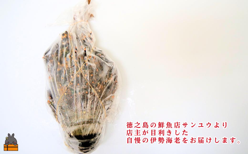 《年末お届けお約束》新鮮なまますぐ冷凍!!徳之島産冷凍伊勢海老1尾（500g～700g） （ 伊勢えび イセエビ いせえび 伊勢えび 伊勢エビ えび エビ 海老 鍋 ご馳走 海の幸 料理 海産物 家族