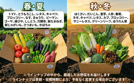 野菜 セット 8 ～ 12品 旬 の 野菜 やさい ヤサイ