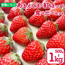 【ふるさと納税】 いちご 500g 1kg 紅ほっぺ あまえくぼ 食べ比べ セット ( 2025年 1月 以降 発送予定 ) 2パック 4パック 朝採れ 期間限定 人気 果物 フルーツ 新鮮 旬 冬 春 ケーキ ギフト 贈り物 贈答 イチゴ 苺 ストロベリー 徳島県 吉野川市 あんいちご園