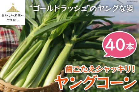 【期間限定発送】 歯ごたえシャッキリ ! ヤングコーン 40本 / しゃんと畑 / 山梨県 中央市 [しゃんと畑 山梨県 中央市 21470240] 野菜 とうもろこし トウモロコシ