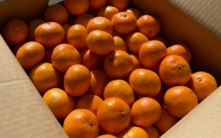 温州みかん 約5kg (サイズおまかせ)