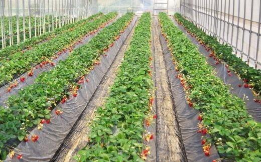 【1月発送】和歌山県産ブランドいちご「まりひめ」約300g×4パック入り【北海道・沖縄県・離島配送不可】【上富田町産】