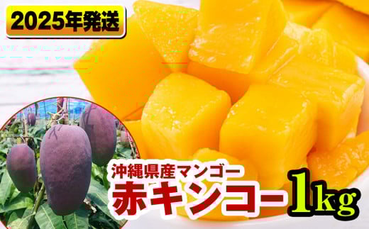 【2025年発送】南国の果物　沖縄県産マンゴー　赤キンコー　1kg
