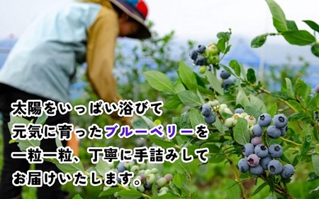【先行予約】無農薬 完熟ブルーベリー姫[生]１kg(2025年7月より発送） (7-A15)