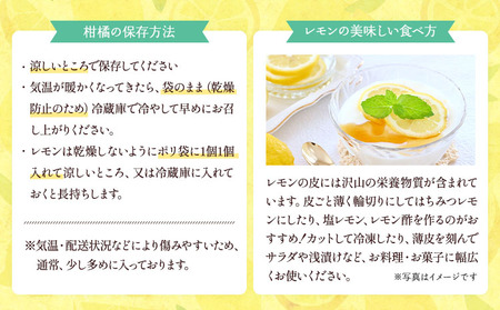 レモン 国産 マイヤーレモン 約3kg 15～20玉【吉田レモニー】【2024年9月下旬～2025年6月上旬発送】国産レモン 宇城市産レモン 熊本県産レモン グリーンレモン 黄色レモン