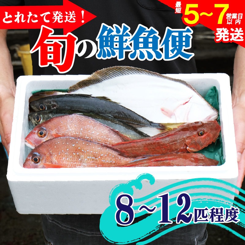 鮮魚 旬 獲れたて セット 8～12匹 鮮魚便 海鮮 魚貝類 魚介類 鮮魚 旬 獲れたて セット 詰め合わせ さかな おさかな 魚 海の幸 福袋 FISH ごはん 夕飯 おかず 今が旬 刺身 刺し身 おつまみ 晩酌 米 丼 三陸産 岩手県 大船渡市 [mouri005]