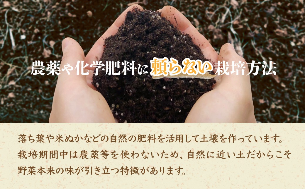 野菜 ヤサイ やさい 春野菜 はるやさい ハルヤサイ 夏野菜 なつやさい ナツヤサイ 秋野菜 あきやさい アキヤサイ 冬野菜