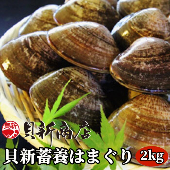 貝新畜養 活かしはまぐり （極上サイズ）2kg 木箱入り