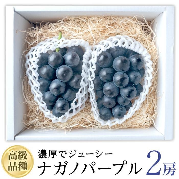 【ふるさと納税】 【2026年8月中旬頃から順次発送】 ぶどう ナガノパープル 2房 約 1.1kg | 新着 人気 フルーツ くだもの マスカット ぶどう 早朝 収穫 朝採れ ギフト 贈答 期間限定 ナチュラルファームen