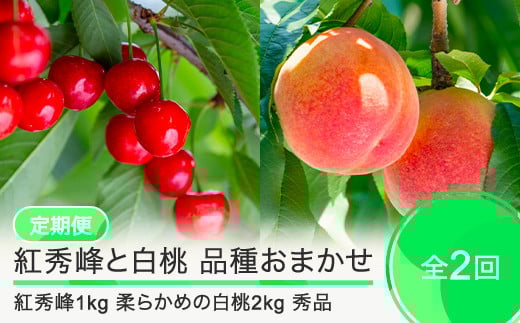 【2回定期便】紅秀峰1kg 白桃2kg さくらんぼ 柔らかめの白桃 品種おまかせ 選べる定期便 山形県産 2025年度産 令和7年 フルーツ 果実 送料無料 ry-ft2bh3000-s