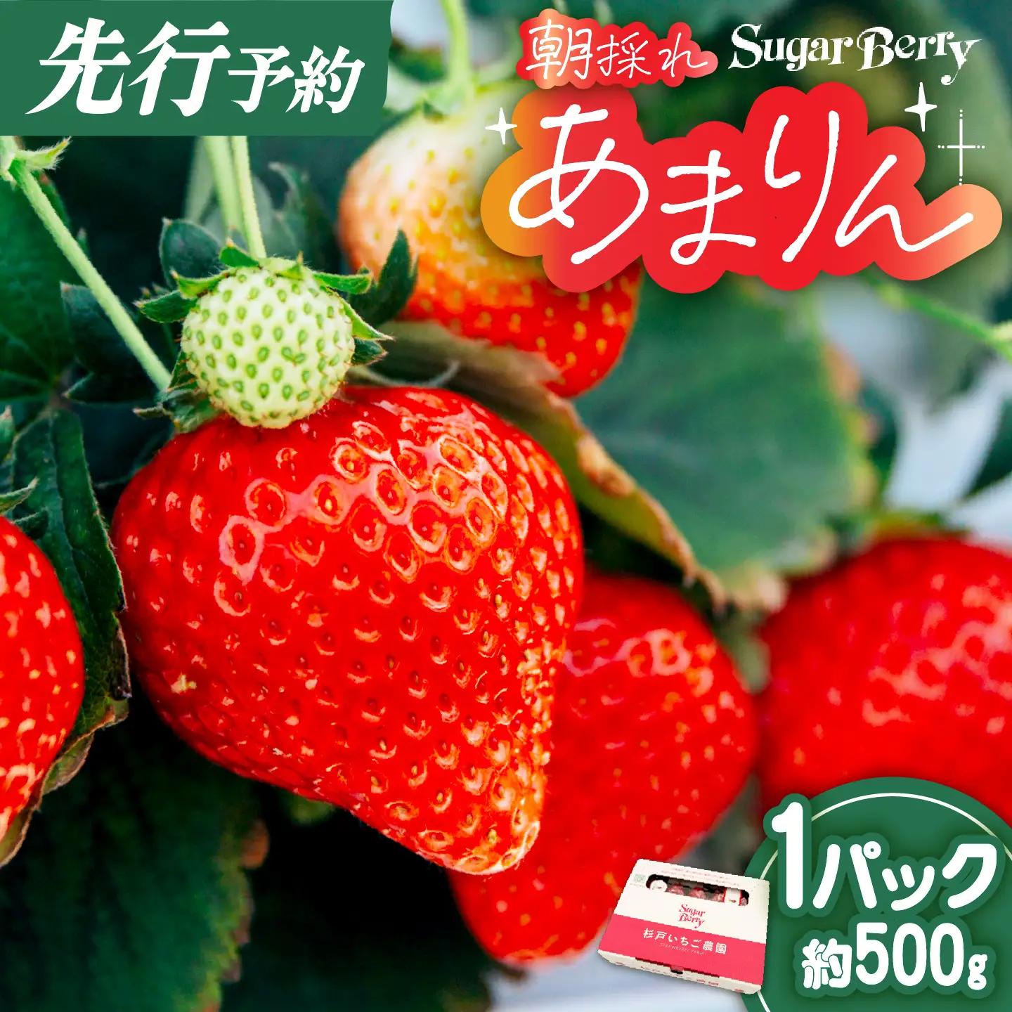 あまりん プレミアムいちご 約500g 先行予約 | あまりん