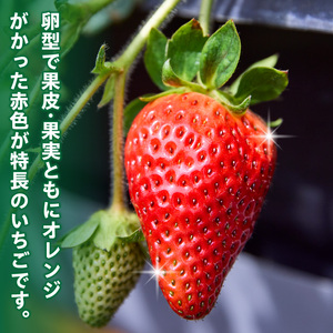 化粧箱入りいちご【珠姫】 酸味が少なくやさしい甘み 珠姫 いちご 2パック 9~15粒 化粧箱 卵型 粒が大きい 生駒いちご園 果物 フルーツ デザート 贈り物 お取り寄せ お取り寄せフルーツ 奈良県