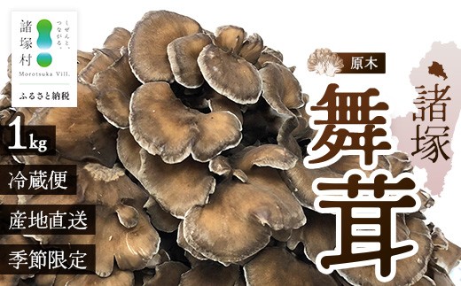 
                  【先行予約】宮崎県諸塚村産 原木舞茸 1kg 数量限定［2026年10月下旬～11月中旬ごろにお届け］冷蔵｜マイタケ きのこ キノコ 原木まいたけ 産地直送 秋の味覚 もろっこはうす 宮崎県 諸塚村 MO-29
                