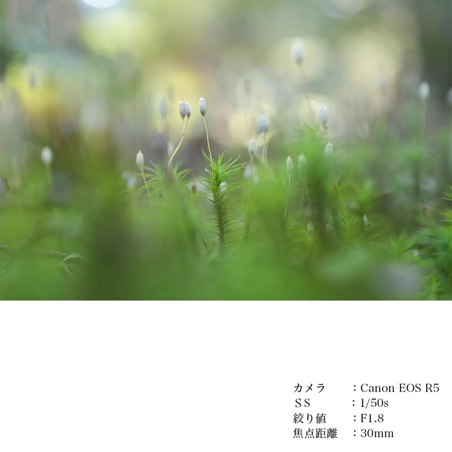 SIGMA 30mm F1.4 DC DN | Contemporary【ソニーEマウント】