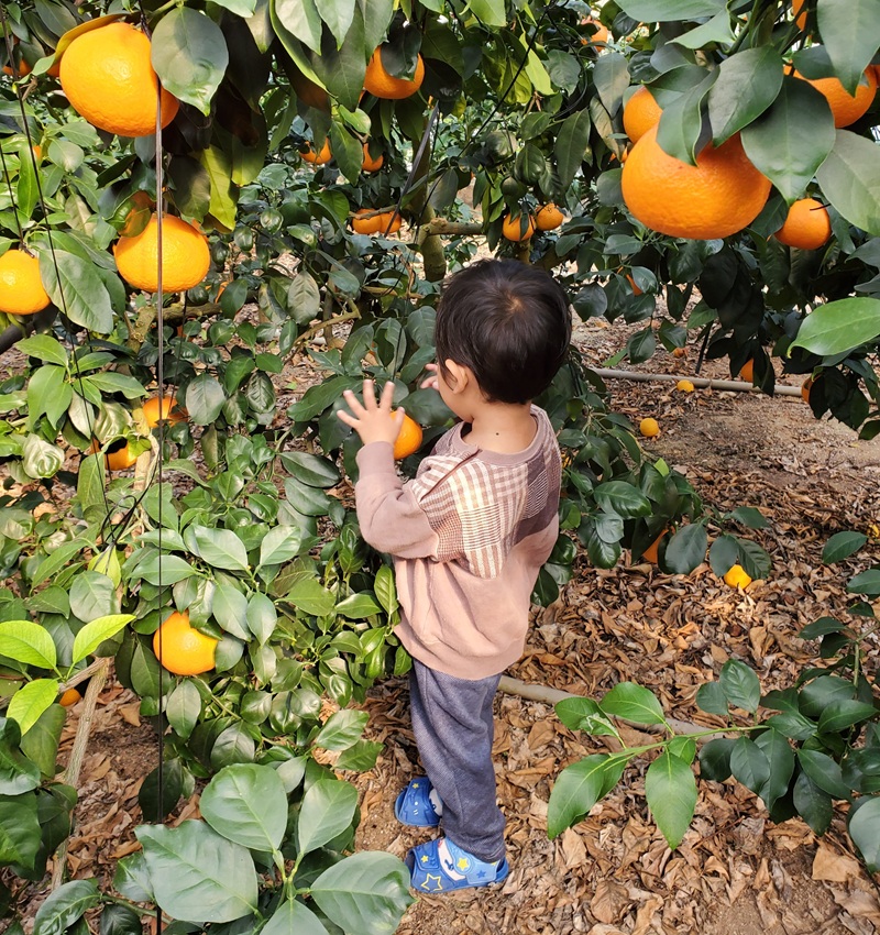 愛果28号 約3.3kg×3箱 ご家庭用 みかん 紅まどんなと同品種 柑橘 愛媛 【2026年11月下旬から順次発送予定】 先行予約 数量限定 人気 伊予市｜D61