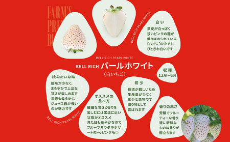 《数量限定》白いちご”ゆきぼたん”(計2パック) BELL RICH_H0049-002