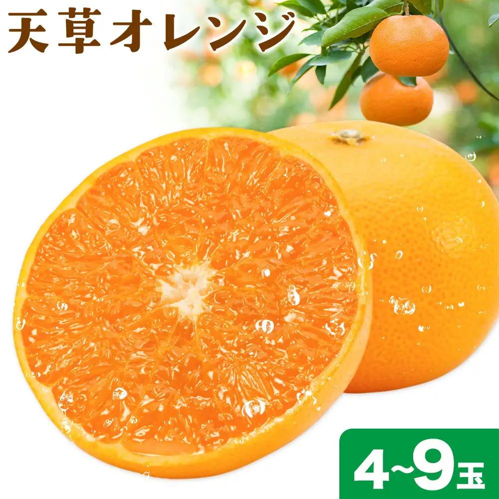 ハウス追熟 天草オレンジ 4玉～9玉入 【配送不可地域あり】※離島