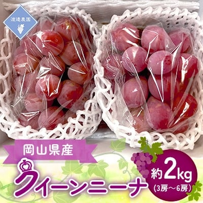 
            ＜先行予約 2026年発送＞岡山県産　クイーンニーナ　3房～6房(合計約2kg)【1562295】
          