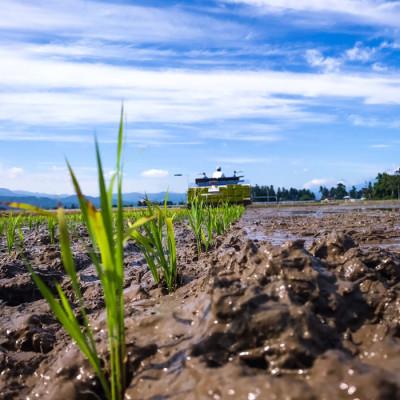 ふるさと納税 上越市 【毎月定期便】謙信秘蔵米20kg全3回 |  | 02