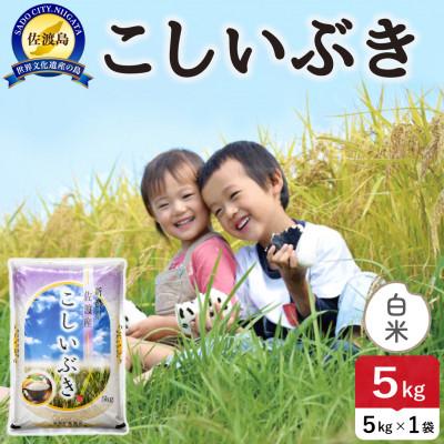 ふるさと納税 佐渡市 【新米】令和8年産 佐渡島産こしいぶき 白米5kg【食の宝島佐渡】