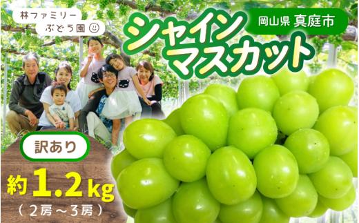 【訳あり】岡山県産 林ファミリーのシャインマスカット 約1.2kg（約2～3房） 【2025年先行予約】/ 岡山 真庭 シャインマスカット マスカット 葡萄 ぶどう ブドウ 果物 フルーツ 新鮮 人気 数量限定 お買い得 家庭用 お試し ぶどう専門  (2025年9月上旬～発送予定)