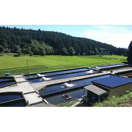 【定期便12回】産地直送栃木県のブランド魚「プレミアムヤシオマス」の味噌漬 2切入  [ 冷凍便 ] | 魚 ます 養殖 産地直送 栃木県 (毎月お届け）