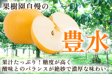 【2026年先行予約】【厳選】新潟県産 和梨 豊水 5kg（10〜18玉）《9月上旬以降発送》 和梨 なし ナシ 果物 ほうすい フルーツ 加茂市 いたみ果樹園