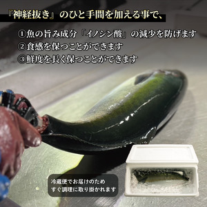 【2024年11月上旬から発送】活じめ！神経抜き！ひらまさフィレ半身1枚（約0.9～1.3㎏） | 鮮魚 刺身 お刺身 お刺し身 魚介 海の幸 冷蔵 ひらまさ ヒラマサ 愛媛県 松山市 【KHN010