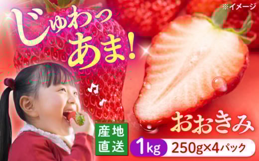 いちご  【1月より順次発送】  おおきみ 計1kg（約250g×4パック） ＜武藤農園＞ [CFV004] 長崎県 西海市 イチゴ  贈答 ギフト  大粒 果物 フルーツ おおきみ 果実 甘い イチゴ ストロベリー あまい デザート 新鮮 産地直送 くだもの 苺