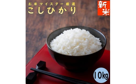 令和7年産 千葉県産コシヒカリ10kg  米 こめ コメ お米  根本商店