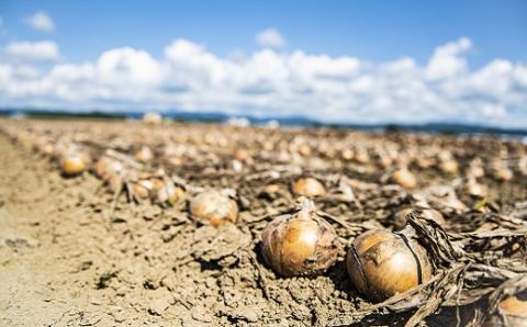 【11月発送】越冬用減農薬玉ねぎ10kg