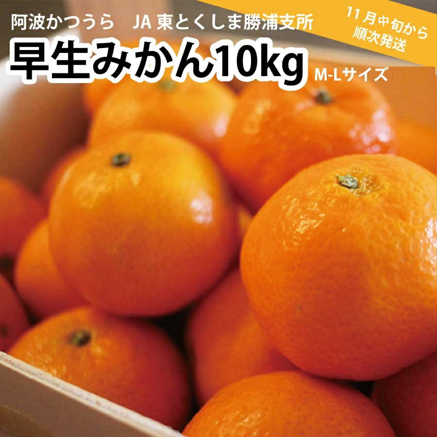 【ふるさと納税】 JA東とくしま 勝浦早生みかん 10kg M-Lサイズ 優品