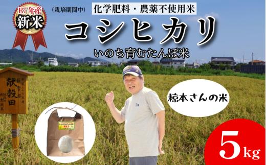 【令和7年産新米】米 コシヒカリ 5kg 天皇献上米 (栽培期間中）化学肥料・農薬不使用米 白米 精米 こめ  ご飯 備蓄米 ごはん 新米  環境 に優しい 小松島市 上王子特質米 5kg